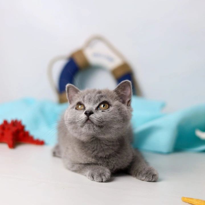 Сeleste British Shorthair Kittens | Kitten for sale. 