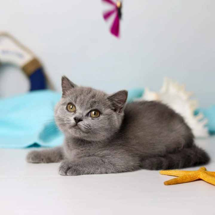 Сeleste British Shorthair Kittens | Kitten for sale. 