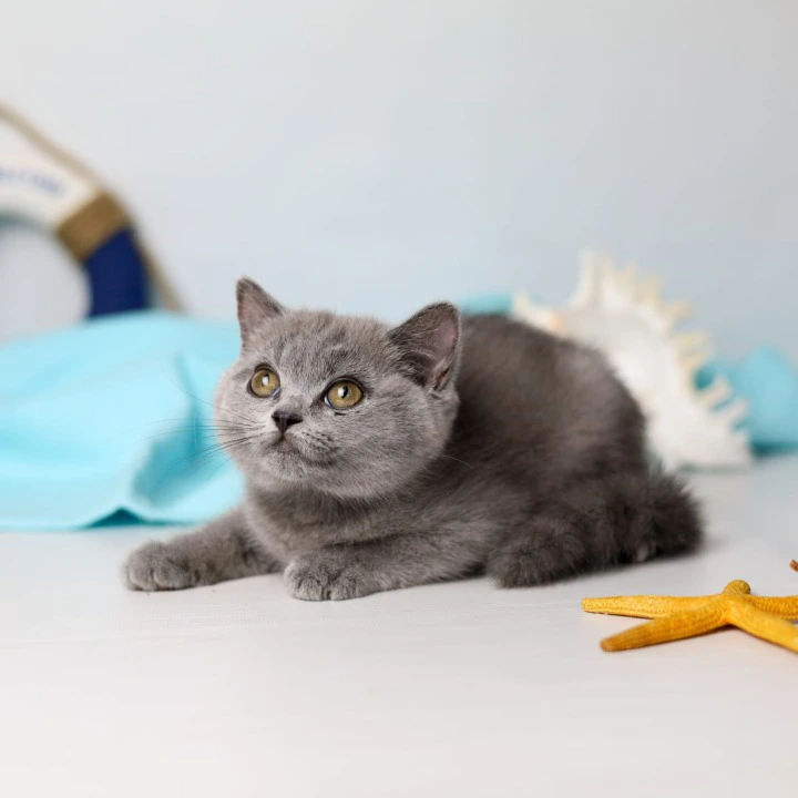 Сeleste British Shorthair Kittens | Kitten for sale. 