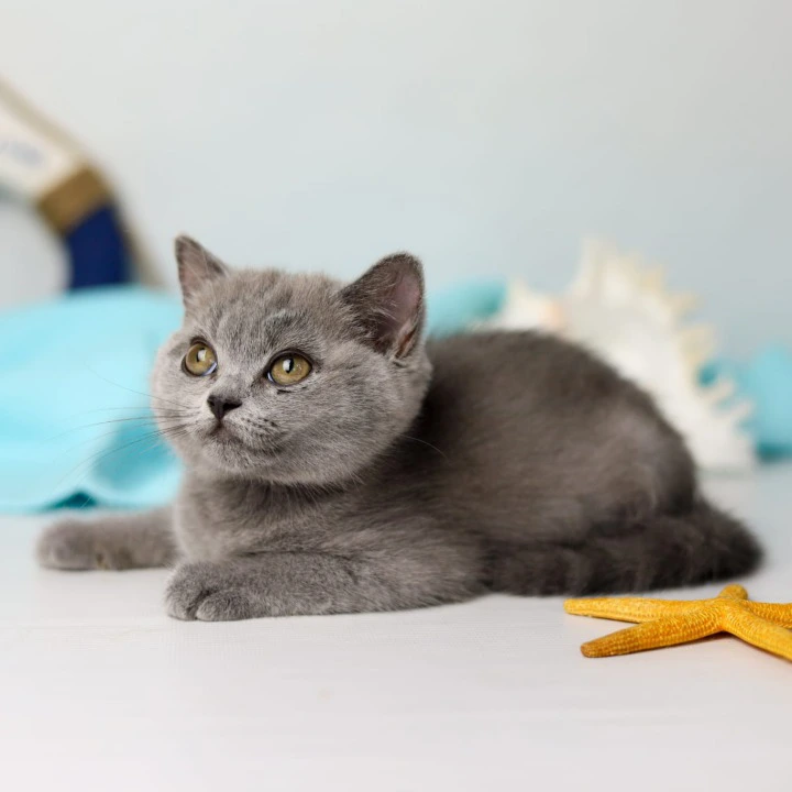 Сeleste British Shorthair Kittens | Kitten for sale. 