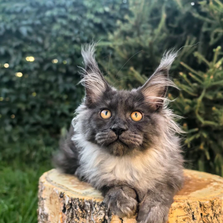 Quarry Maine Coon Kittens | Large selection of kittens. 