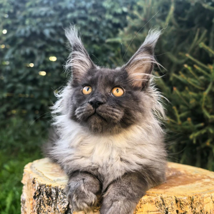 Quarry Maine Coon Kittens | Large selection of kittens.