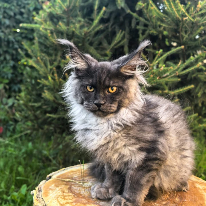 Quarry Maine Coon Kittens | Large selection of kittens.