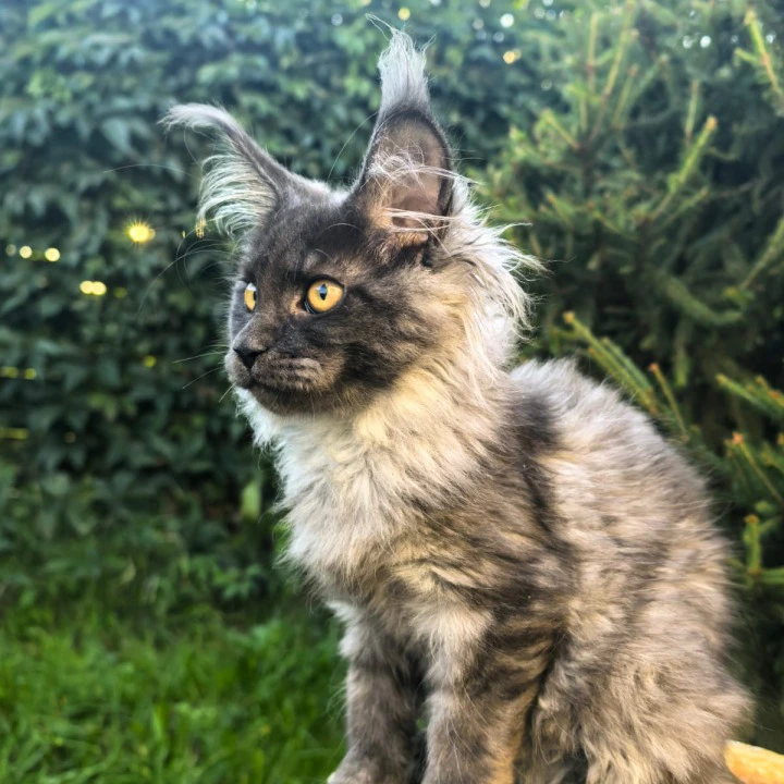 Quarry Maine Coon Kittens | Large selection of kittens.