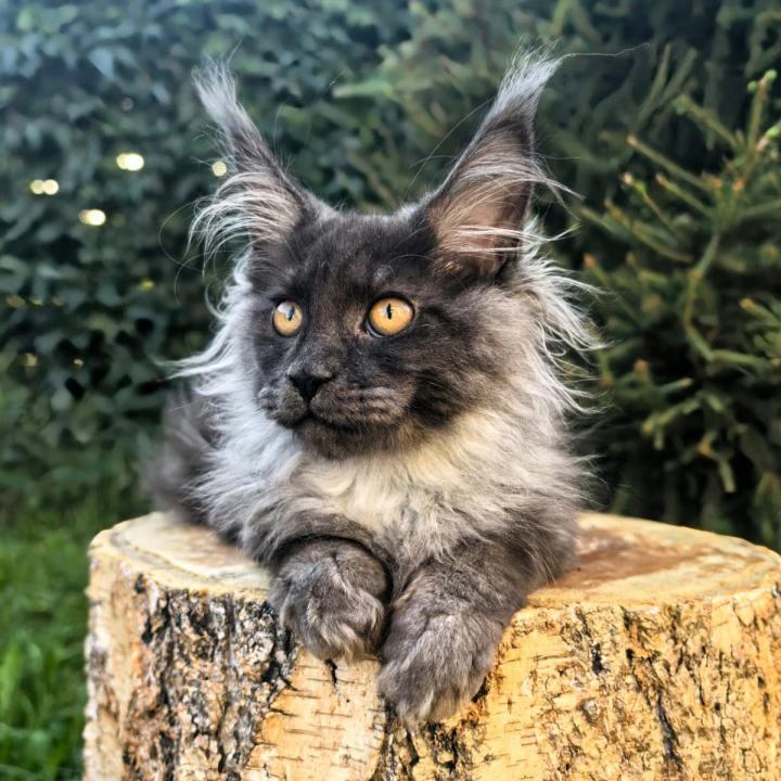 Quarry Maine Coon Kittens | Large selection of kittens. 