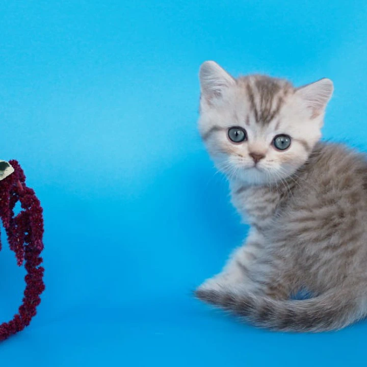 Rem British Shorthair Kittens | Kitten for sale. 