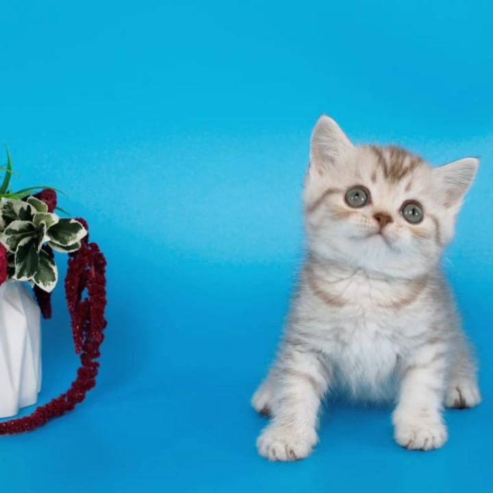 Rem British Shorthair Kittens | Kitten for sale. 