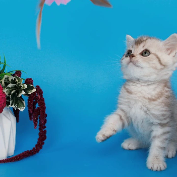 Rem British Shorthair Kittens | Kitten for sale. 