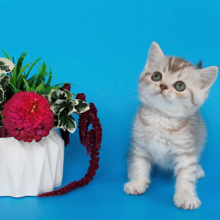Rem British Shorthair Kittens | Kitten for sale. 