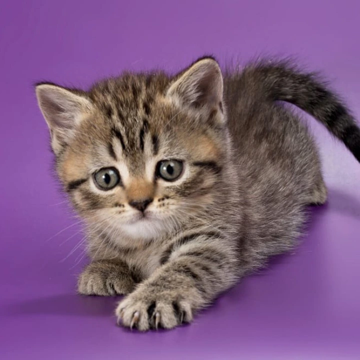 Beatrice British Shorthair Kittens | Kitten for sale. 