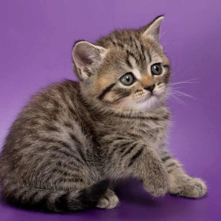 Beatrice British Shorthair Kittens | Kitten for sale. 