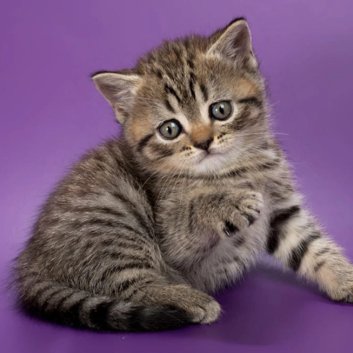Beatrice British Shorthair Kittens | Kitten for sale. 