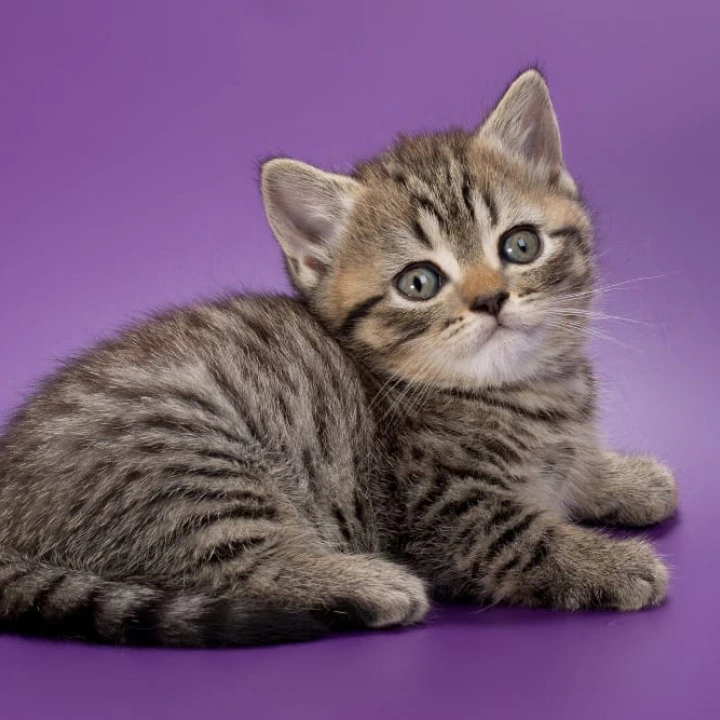 Beatrice British Shorthair Kittens | Kitten for sale. 