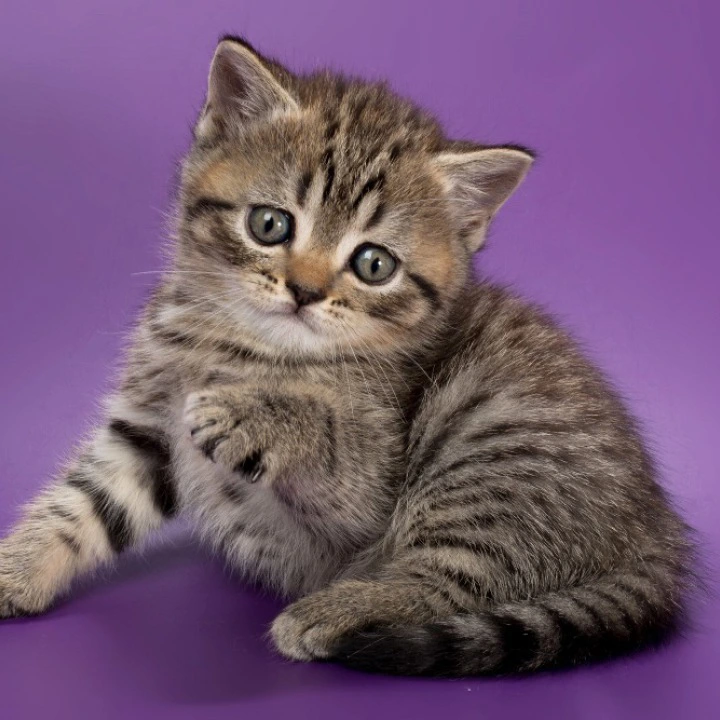 Beatrice British Shorthair Kittens | Kitten for sale. 