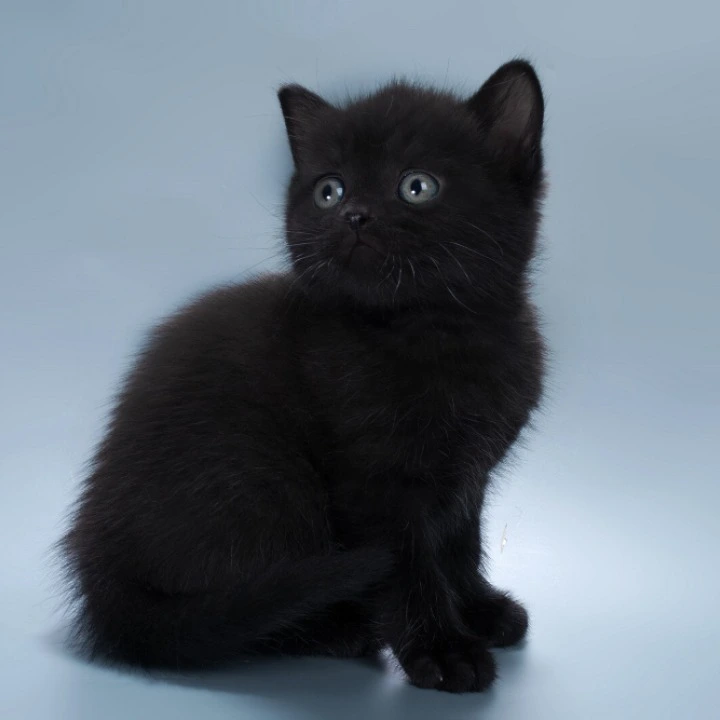 Buddy British Shorthair Kittens | Kitten for sale. 