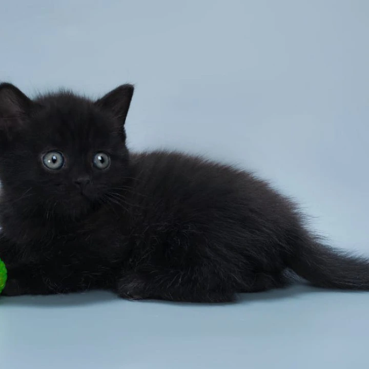 Buddy British Shorthair Kittens | Kitten for sale.