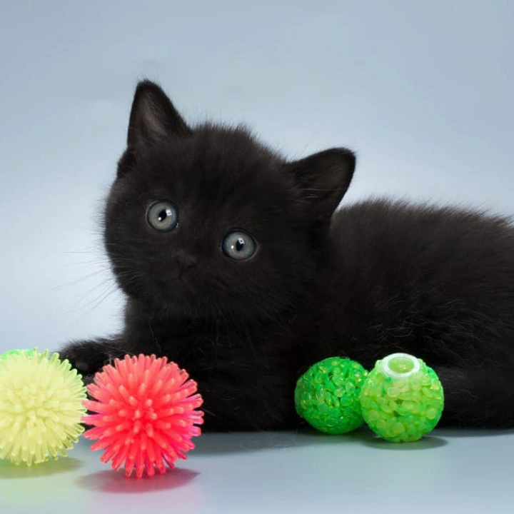Buddy British Shorthair Kittens | Kitten for sale.