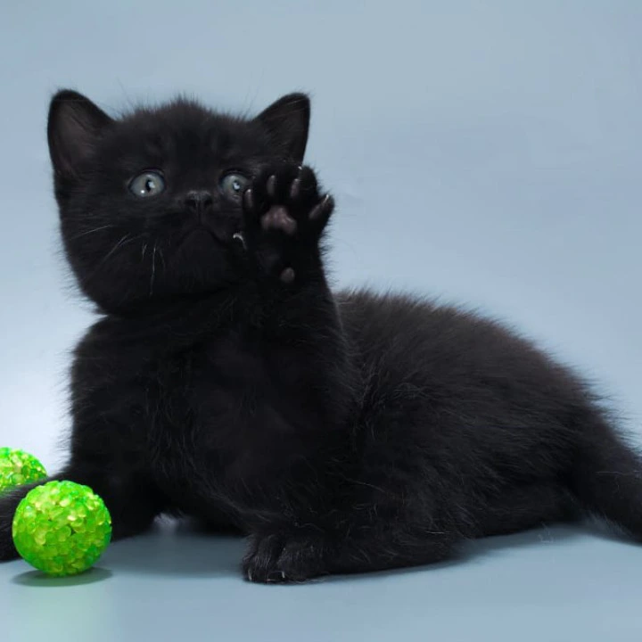 Buddy British Shorthair Kittens | Kitten for sale.