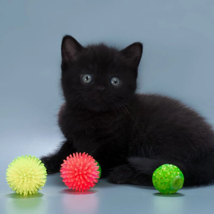 Buddy British Shorthair Kittens | Kitten for sale.