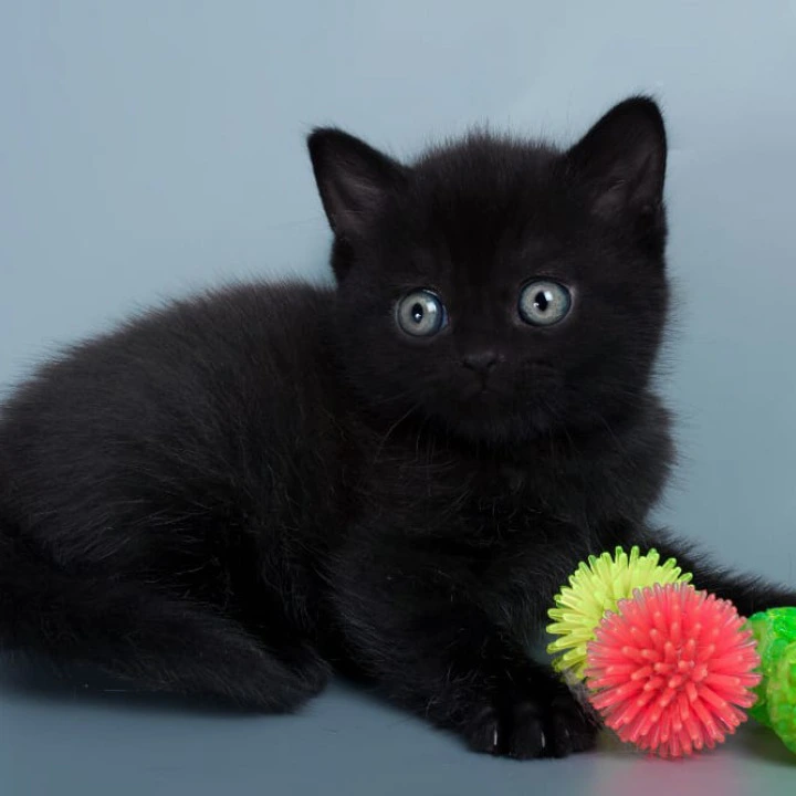 Buddy British Shorthair Kittens | Kitten for sale. 