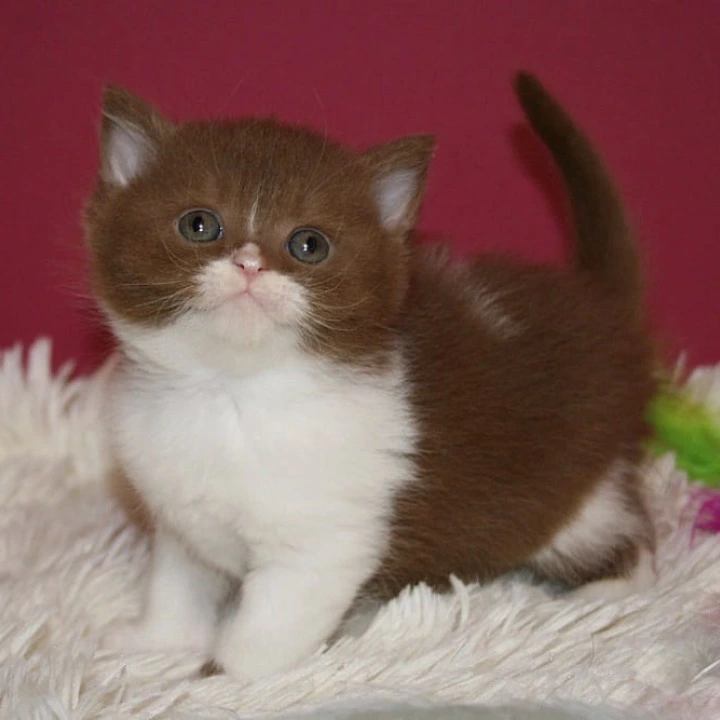 Irbis British Shorthair Kittens | Buy a kitten. 