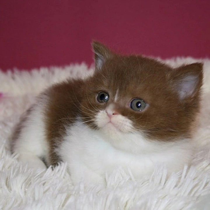 Irbis British Shorthair Kittens | Buy a kitten. 