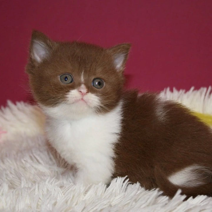 Irbis British Shorthair Kittens | Buy a kitten. 