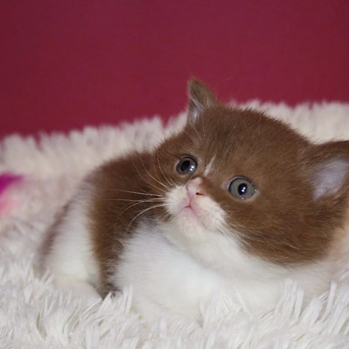 Irbis British Shorthair Kittens | Buy a kitten. 