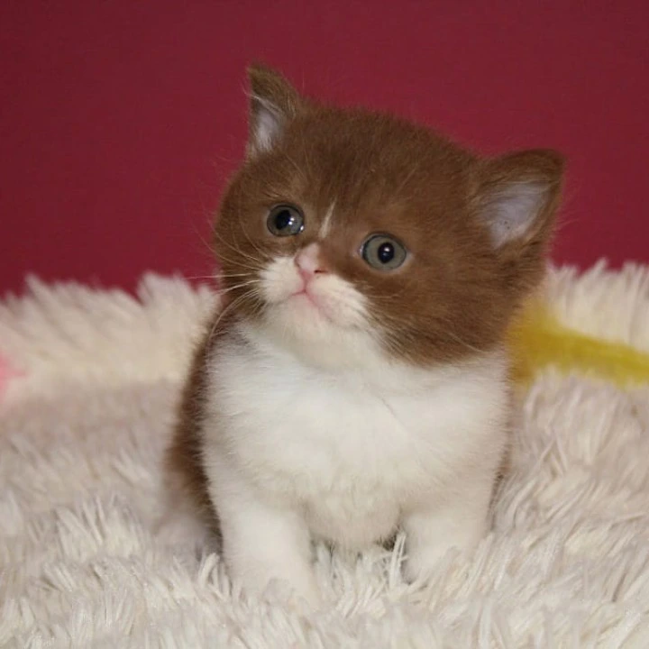 Irbis British Shorthair Kittens | Buy a kitten. 