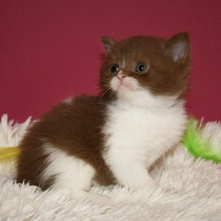 Irbis British Shorthair Kittens | Buy a kitten. 