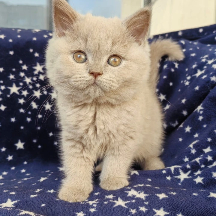 Mersedes British Shorthair Kittens | Buy a kitten. 