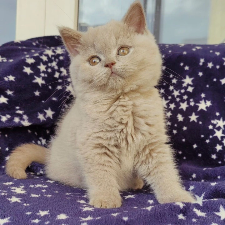 Mersedes British Shorthair Kittens | Buy a kitten.