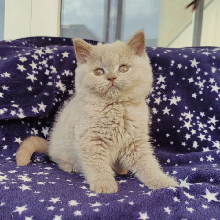 Mersedes British Shorthair Kittens | Buy a kitten.