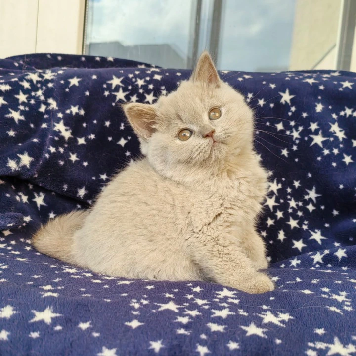 Mersedes British Shorthair Kittens | Buy a kitten.