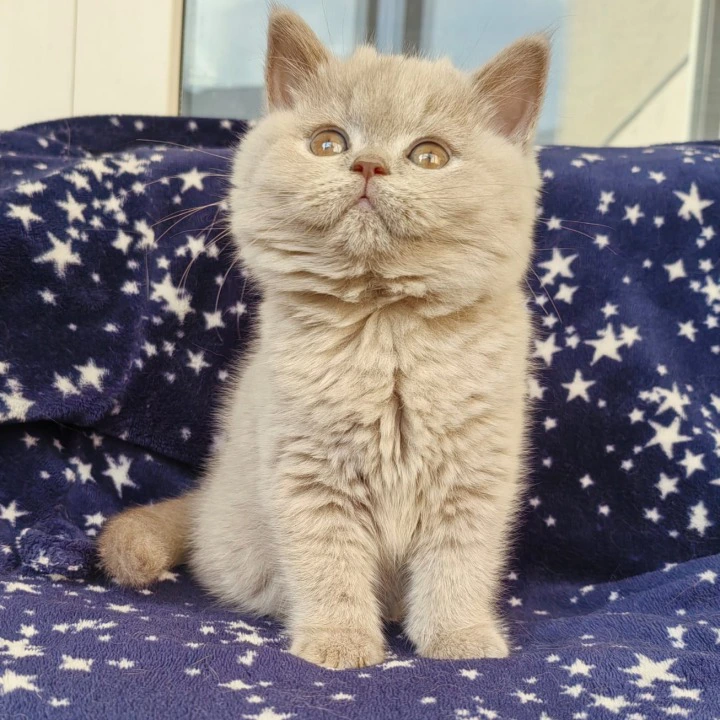 Mersedes British Shorthair Kittens | Buy a kitten. 