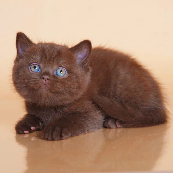Magnus British Shorthair Kittens | Large selection of kittens. 