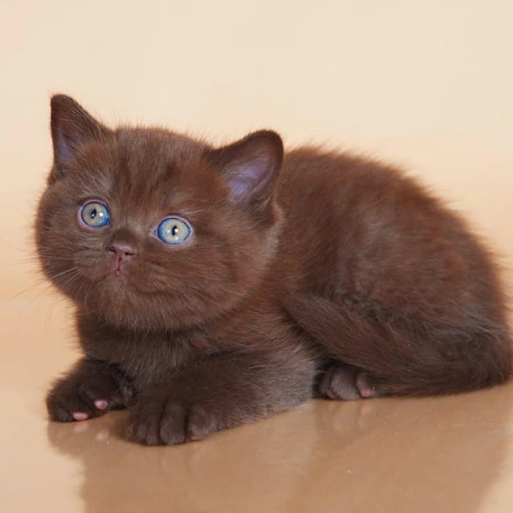 Magnus British Shorthair Kittens | Large selection of kittens. 