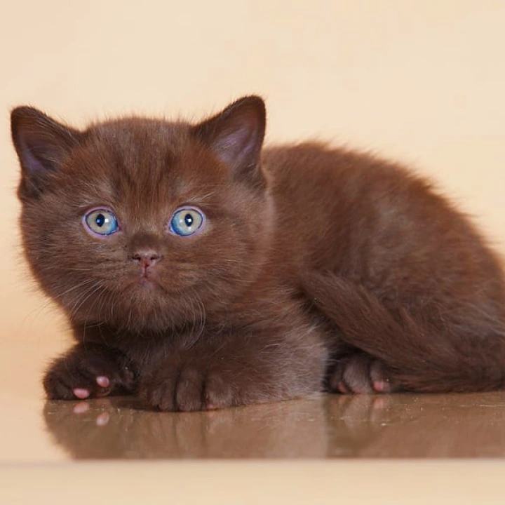 Magnus British Shorthair Kittens | Large selection of kittens. 