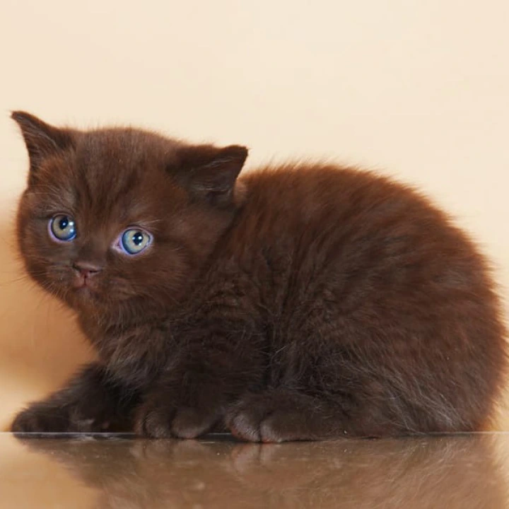 Magnus British Shorthair Kittens | Large selection of kittens. 