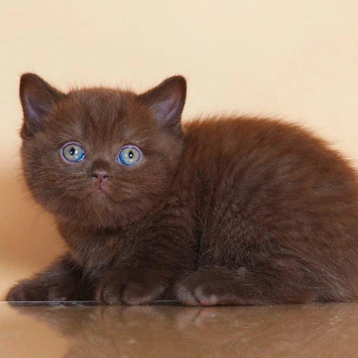 Magnus British Shorthair Kittens | Large selection of kittens. 