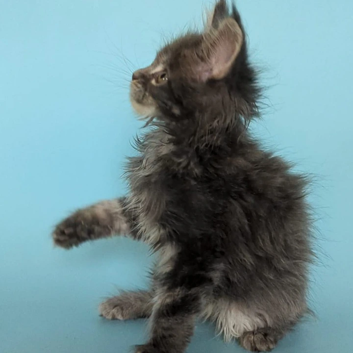 Vanilla Maine Coon Kittens | Large selection of kittens. 