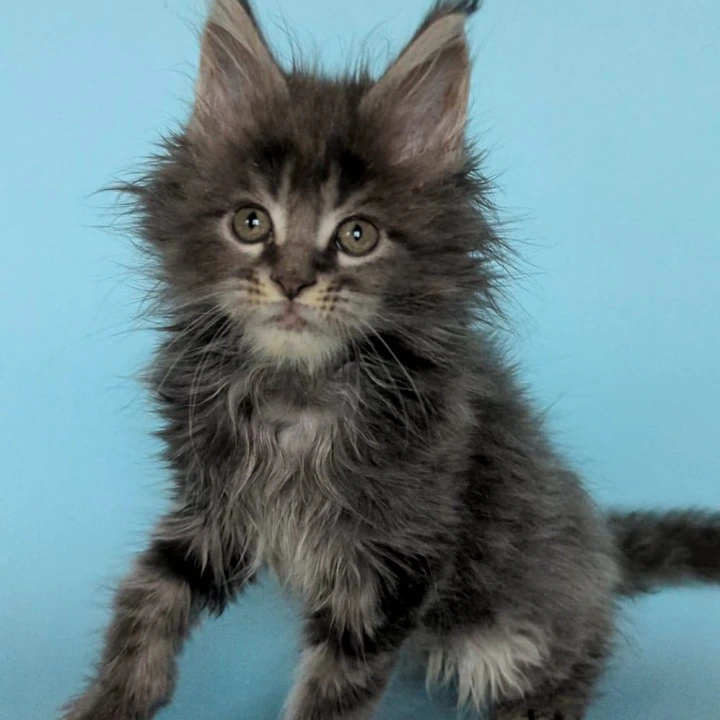Vanilla Maine Coon Kittens | Large selection of kittens.