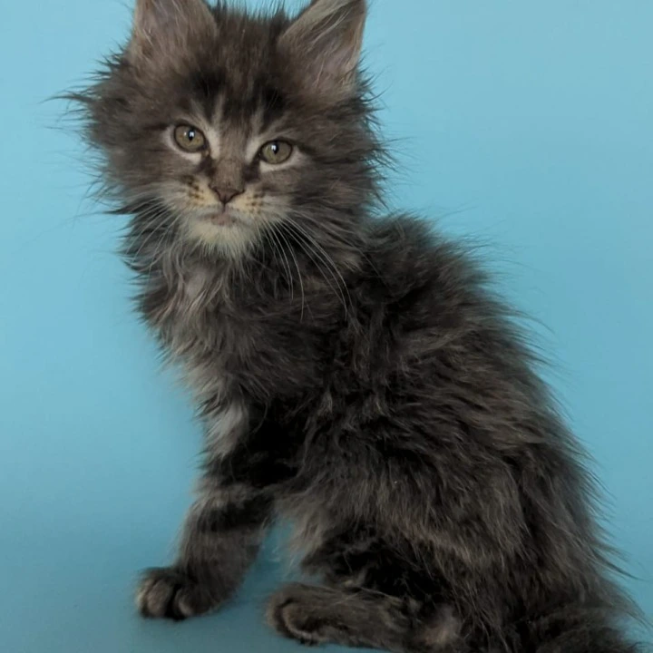 Vanilla Maine Coon Kittens | Large selection of kittens.