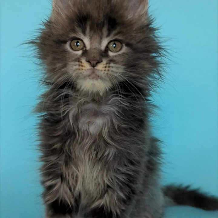 Vanilla Maine Coon Kittens | Large selection of kittens.