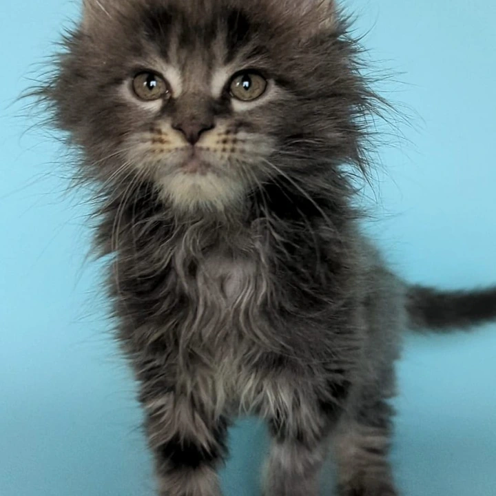 Vanilla Maine Coon Kittens | Large selection of kittens. 