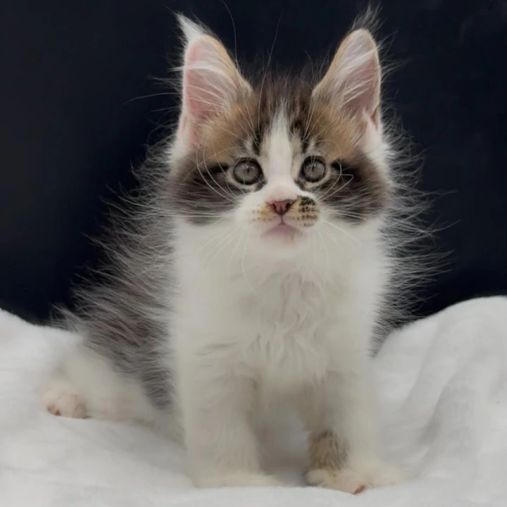 Vasilisa Maine Coon Kittens | Kitten for sale. 