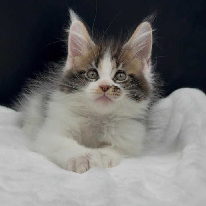 Vasilisa Maine Coon Kittens | Kitten for sale.