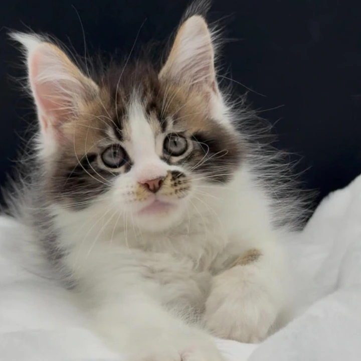 Vasilisa Maine Coon Kittens | Kitten for sale.