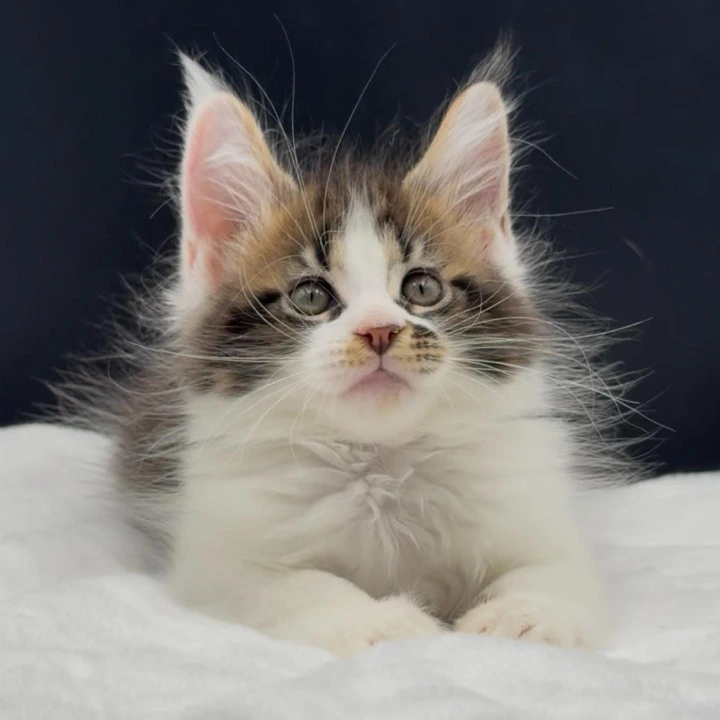 Vasilisa Maine Coon Kittens | Kitten for sale.