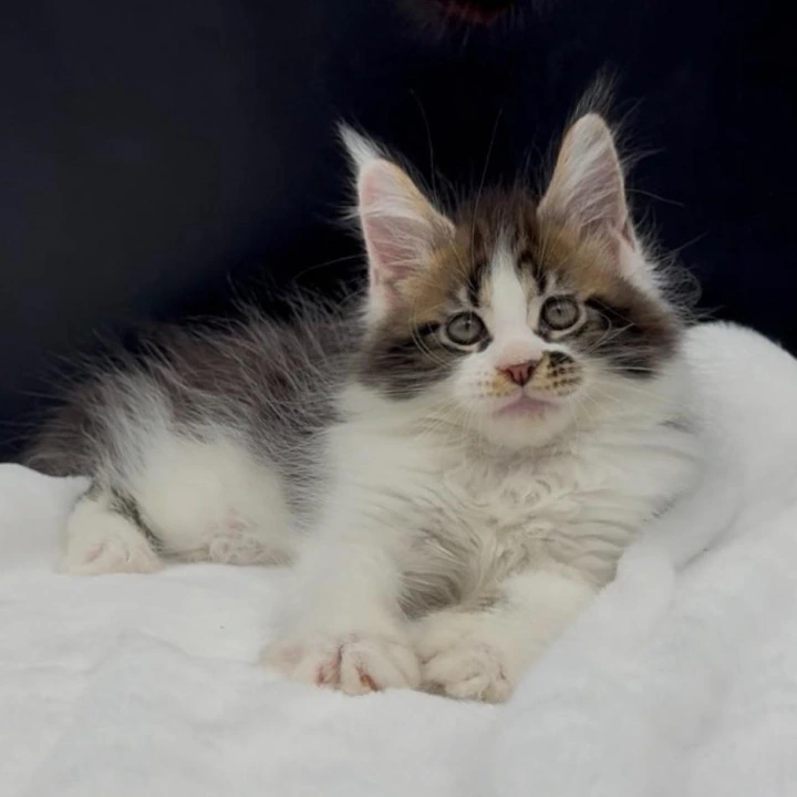 Vasilisa Maine Coon Kittens | Kitten for sale.